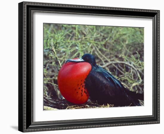 Male Frigatebird Showing Inflated Pouch During Breeding Season, Galapagos Islands, Ecuador-Jim Zuckerman-Framed Photographic Print