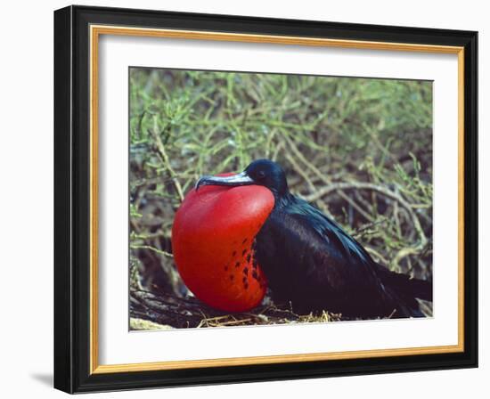 Male Frigatebird Showing Inflated Pouch During Breeding Season, Galapagos Islands, Ecuador-Jim Zuckerman-Framed Photographic Print