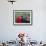 Male Frigatebird Showing Inflated Pouch During Breeding Season, Galapagos Islands, Ecuador-Jim Zuckerman-Framed Photographic Print displayed on a wall