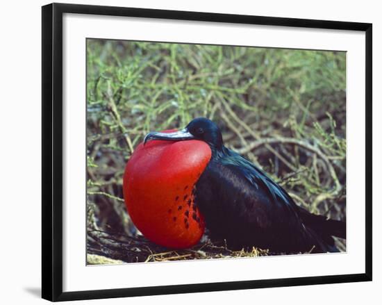 Male Frigatebird Showing Inflated Pouch During Breeding Season, Galapagos Islands, Ecuador-Jim Zuckerman-Framed Photographic Print