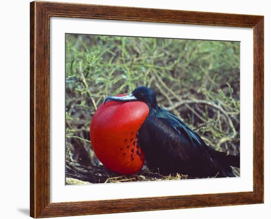 Male Frigatebird Showing Inflated Pouch During Breeding Season, Galapagos Islands, Ecuador-Jim Zuckerman-Framed Photographic Print