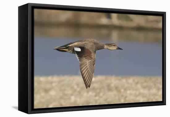 Male Gadwall Duck in Flight-Hal Beral-Framed Premier Image Canvas