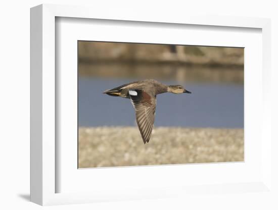 Male Gadwall Duck in Flight-Hal Beral-Framed Premium Photographic Print