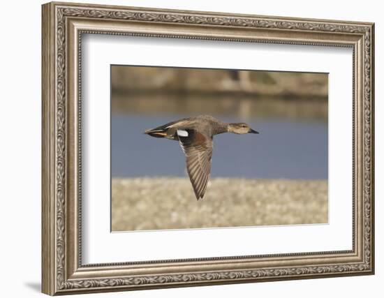 Male Gadwall Duck in Flight-Hal Beral-Framed Photographic Print