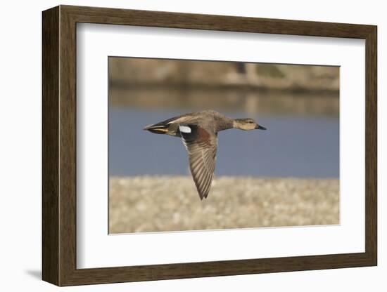 Male Gadwall Duck in Flight-Hal Beral-Framed Photographic Print