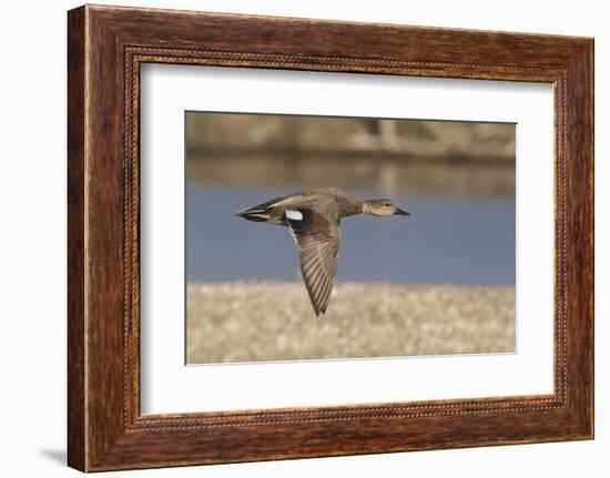 Male Gadwall Duck in Flight-Hal Beral-Framed Photographic Print