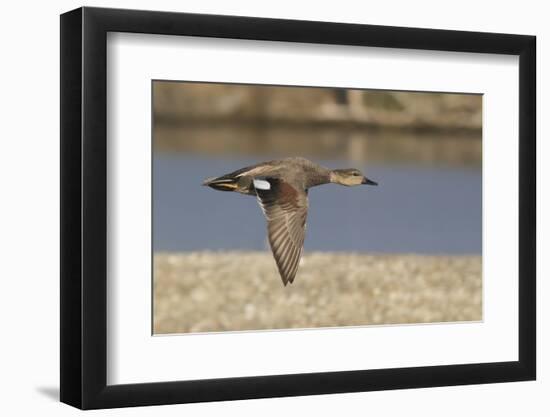 Male Gadwall Duck in Flight-Hal Beral-Framed Photographic Print