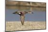 Male Gadwall Duck in Flight-Hal Beral-Mounted Photographic Print