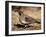 Male Gambel's Quail Scratching for Food, Henderson Bird Viewing Preserve-James Hager-Framed Photographic Print