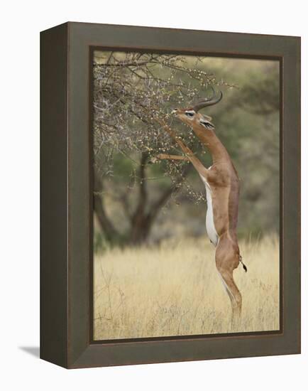 Male Gerenuk (Litocranius Walleri), Samburu National Reserve, Kenya-James Hager-Framed Premier Image Canvas