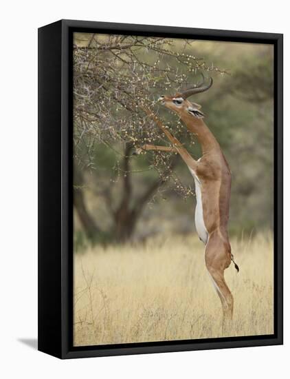 Male Gerenuk (Litocranius Walleri), Samburu National Reserve, Kenya-James Hager-Framed Premier Image Canvas