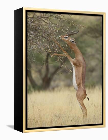 Male Gerenuk (Litocranius Walleri), Samburu National Reserve, Kenya-James Hager-Framed Premier Image Canvas