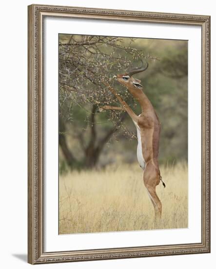 Male Gerenuk (Litocranius Walleri), Samburu National Reserve, Kenya-James Hager-Framed Photographic Print