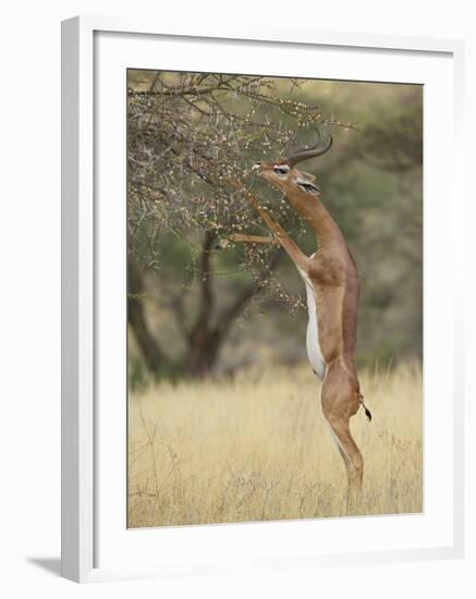 Male Gerenuk (Litocranius Walleri), Samburu National Reserve, Kenya-James Hager-Framed Photographic Print