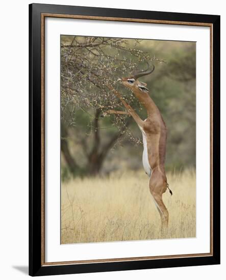 Male Gerenuk (Litocranius Walleri), Samburu National Reserve, Kenya-James Hager-Framed Photographic Print