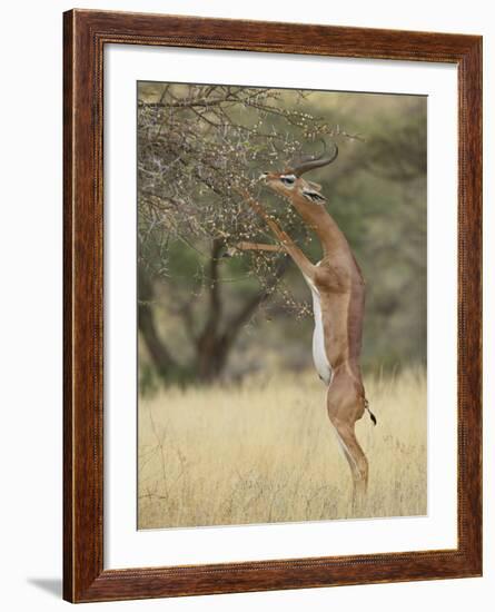 Male Gerenuk (Litocranius Walleri), Samburu National Reserve, Kenya-James Hager-Framed Photographic Print