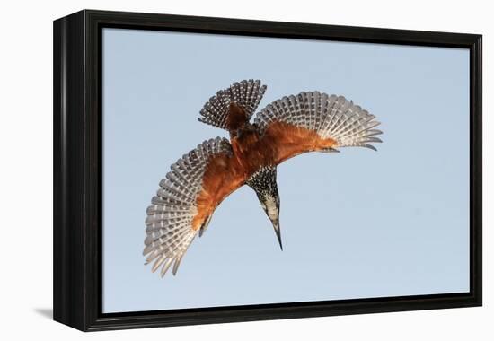 Male Giant kingfisher diving, Allahein River, The Gambia-Bernard Castelein-Framed Premier Image Canvas