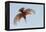 Male Giant kingfisher diving, Allahein River, The Gambia-Bernard Castelein-Framed Premier Image Canvas