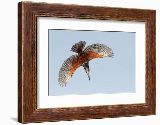 Male Giant kingfisher diving, Allahein River, The Gambia-Bernard Castelein-Framed Photographic Print