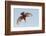 Male Giant kingfisher diving, Allahein River, The Gambia-Bernard Castelein-Framed Photographic Print