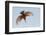 Male Giant kingfisher diving, Allahein River, The Gambia-Bernard Castelein-Framed Photographic Print