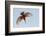 Male Giant kingfisher diving, Allahein River, The Gambia-Bernard Castelein-Framed Photographic Print