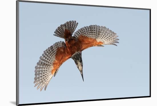 Male Giant kingfisher diving, Allahein River, The Gambia-Bernard Castelein-Mounted Photographic Print