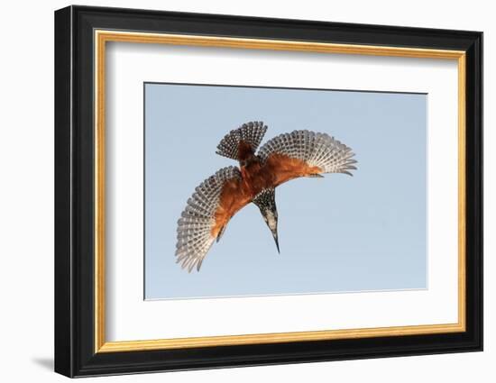 Male Giant kingfisher diving, Allahein River, The Gambia-Bernard Castelein-Framed Photographic Print