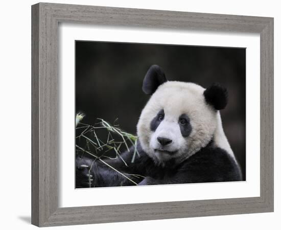 Male Giant Panda Wolong Nature Reserve, China-Eric Baccega-Framed Photographic Print