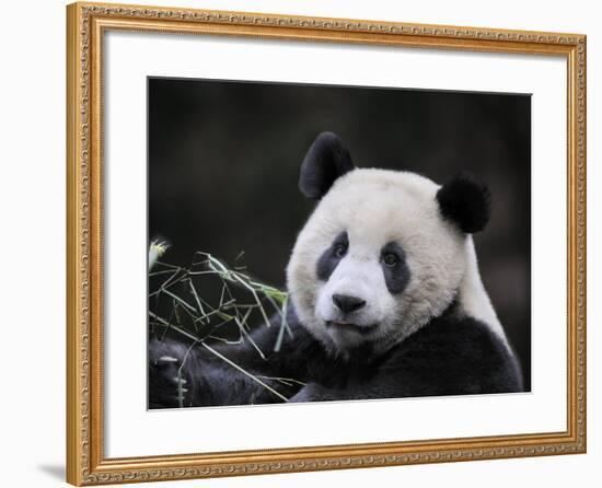 Male Giant Panda Wolong Nature Reserve, China-Eric Baccega-Framed Photographic Print