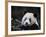 Male Giant Panda Wolong Nature Reserve, China-Eric Baccega-Framed Photographic Print