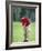 Male Golfer in Action-Chris Trotman-Framed Photographic Print