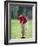 Male Golfer in Action-Chris Trotman-Framed Photographic Print