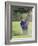 Male Golfer in Action-Chris Trotman-Framed Photographic Print