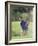 Male Golfer in Action-Chris Trotman-Framed Photographic Print