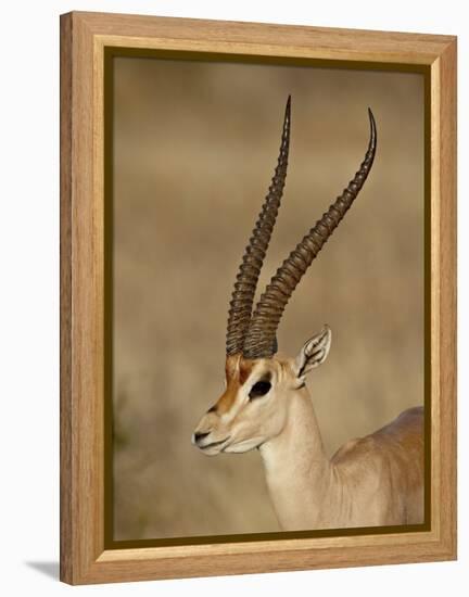 Male Grant's Gazelle, Samburu National Reserve, Kenya, East Africa, Africa-James Hager-Framed Premier Image Canvas