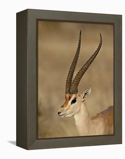 Male Grant's Gazelle, Samburu National Reserve, Kenya, East Africa, Africa-James Hager-Framed Premier Image Canvas