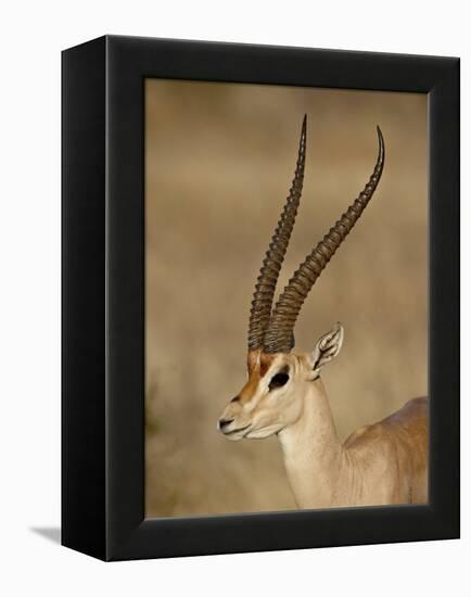 Male Grant's Gazelle, Samburu National Reserve, Kenya, East Africa, Africa-James Hager-Framed Premier Image Canvas