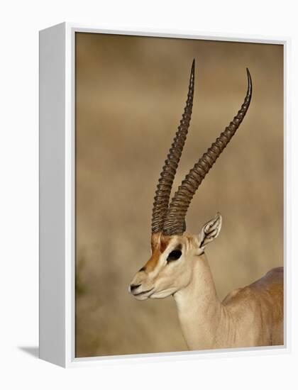 Male Grant's Gazelle, Samburu National Reserve, Kenya, East Africa, Africa-James Hager-Framed Premier Image Canvas