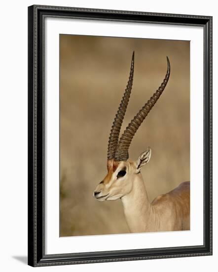 Male Grant's Gazelle, Samburu National Reserve, Kenya, East Africa, Africa-James Hager-Framed Photographic Print