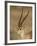 Male Grant's Gazelle, Samburu National Reserve, Kenya, East Africa, Africa-James Hager-Framed Photographic Print