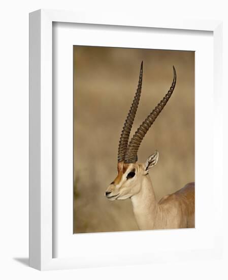 Male Grant's Gazelle, Samburu National Reserve, Kenya, East Africa, Africa-James Hager-Framed Photographic Print