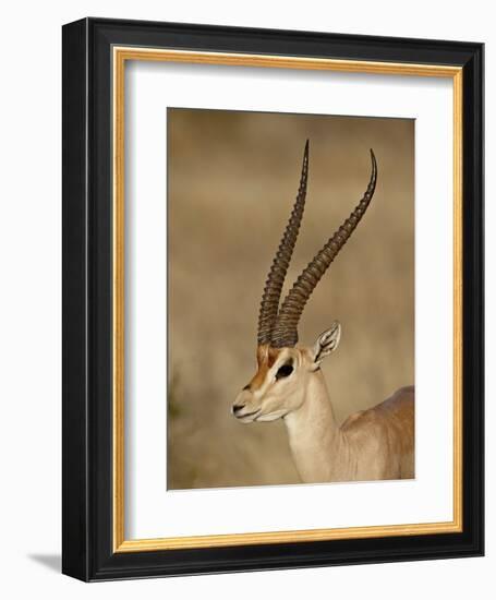 Male Grant's Gazelle, Samburu National Reserve, Kenya, East Africa, Africa-James Hager-Framed Photographic Print