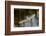 Male Great egret flying, Merritt Island National Wildlife Refuge, Florida-Adam Jones-Framed Photographic Print