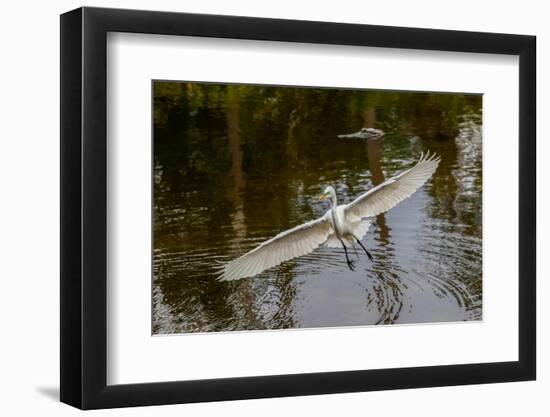 Male Great egret flying, Merritt Island National Wildlife Refuge, Florida-Adam Jones-Framed Photographic Print