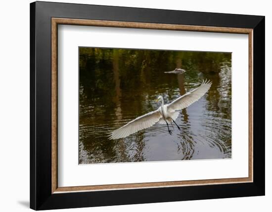 Male Great egret flying, Merritt Island National Wildlife Refuge, Florida-Adam Jones-Framed Photographic Print