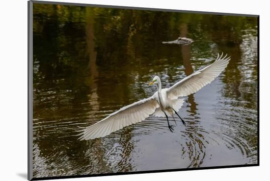 Male Great egret flying, Merritt Island National Wildlife Refuge, Florida-Adam Jones-Mounted Photographic Print