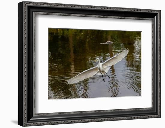 Male Great egret flying, Merritt Island National Wildlife Refuge, Florida-Adam Jones-Framed Photographic Print