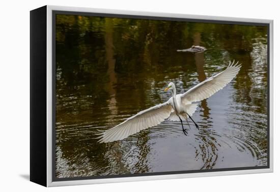 Male Great egret flying, Merritt Island National Wildlife Refuge, Florida-Adam Jones-Framed Premier Image Canvas