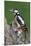 Male Great Spotted Woodpecker-Colin Varndell-Mounted Photographic Print